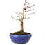 Acer palmatum, 18 cm, ± 12 jaar oud, met een nebari van 3 cm