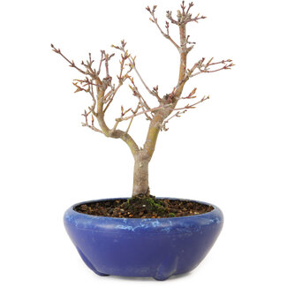 Acer palmatum, 18 cm, ± 12 jaar oud