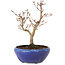 Acer palmatum, 18 cm, ± 12 jaar oud, met een nebari van 3 cm