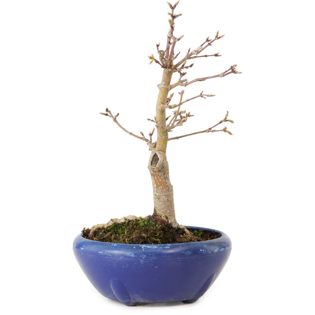 Acer palmatum, 18 cm, ± 12 jaar oud, met een nebari van 3 cm