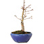 Acer palmatum, 18 cm, ± 12 anni, con nebari di 3 cm