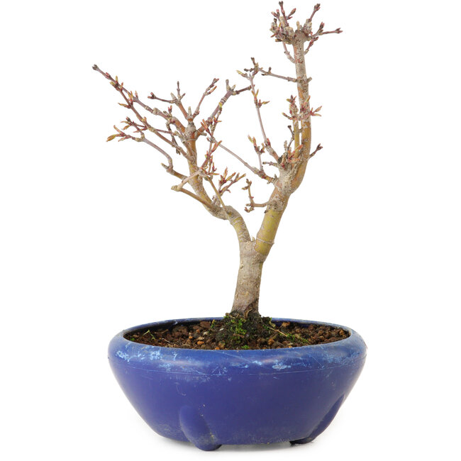 Acer palmatum, 18 cm, ± 12 jaar oud, met een nebari van 3 cm