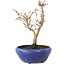 Acer palmatum, 18 cm, ± 12 jaar oud, met een nebari van 3 cm