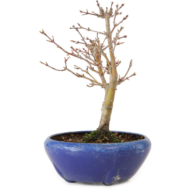 Acer palmatum, 18 cm, ± 12 años, con un nebari de 3 cm