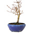 Acer palmatum, 18 cm, ± 12 anni, con nebari di 3 cm