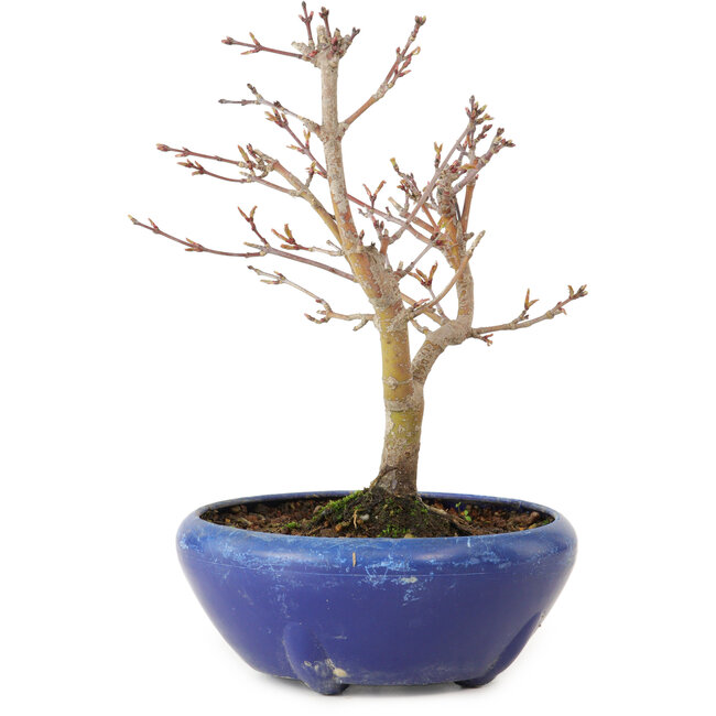 Acer palmatum, 18 cm, ± 12 jaar oud, met een nebari van 3 cm