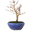 Acer palmatum, 18 cm, ± 12 jaar oud, met een nebari van 3 cm