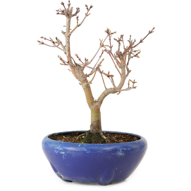 Acer palmatum, 18 cm, ± 12 jaar oud, met een nebari van 3 cm