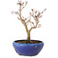 Acer palmatum, 18 cm, ± 12 jaar oud, met een nebari van 3 cm