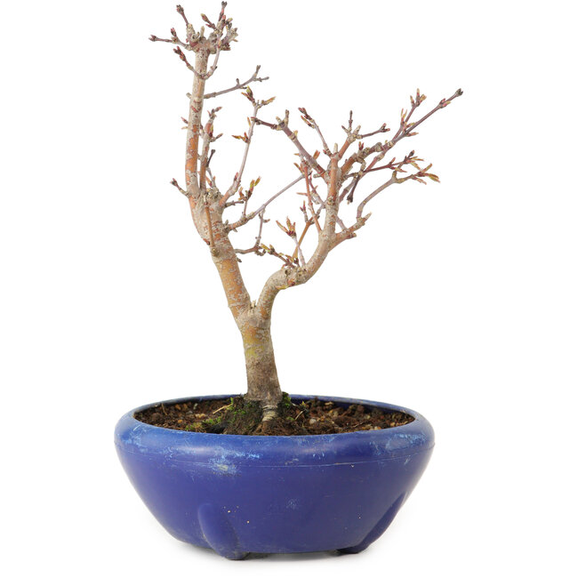 Acer palmatum, 18 cm, ± 12 jaar oud, met een nebari van 3 cm