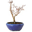 Acer palmatum, 18 cm, ± 12 jaar oud, met een nebari van 3 cm