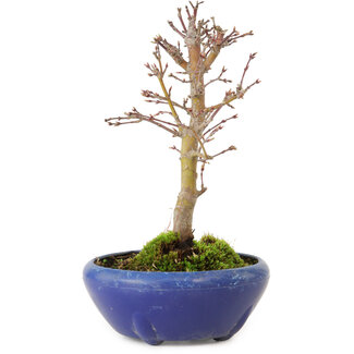 Acer palmatum, 18 cm, ± 12 jaar oud