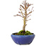 Acer palmatum, 18 cm, ± 12 jaar oud, met een nebari van 3 cm