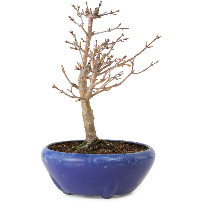 Acer palmatum, 18 cm, ± 12 jaar oud, met een nebari van 3 cm
