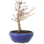 Acer palmatum, 18 cm, ± 12 jaar oud, met een nebari van 3 cm