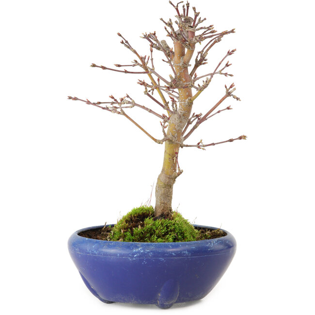 Acer palmatum, 18 cm, ± 12 jaar oud, met een nebari van 3 cm