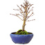 Acer palmatum, 18 cm, ± 12 anni, con nebari di 3 cm