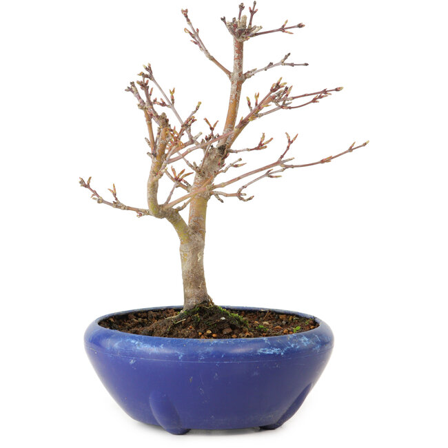 Acer palmatum, 18 cm, ± 12 jaar oud, met een nebari van 3 cm