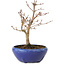 Acer palmatum, 18 cm, ± 12 jaar oud, met een nebari van 3 cm