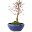 Acer palmatum, 18 cm, ± 12 anni, con nebari di 3 cm