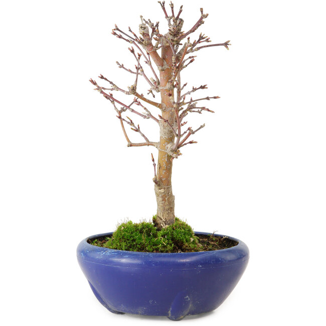 Acer palmatum, 18 cm, ± 12 jaar oud, met een nebari van 3 cm