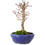 Acer palmatum, 18 cm, ± 12 ans, avec un nebari de 3 cm