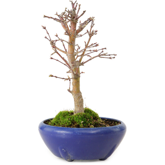 Acer palmatum, 18 cm, ± 12 ans, avec un nebari de 3 cm