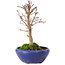 Acer palmatum, 18 cm, ± 12 anni, con nebari di 3 cm