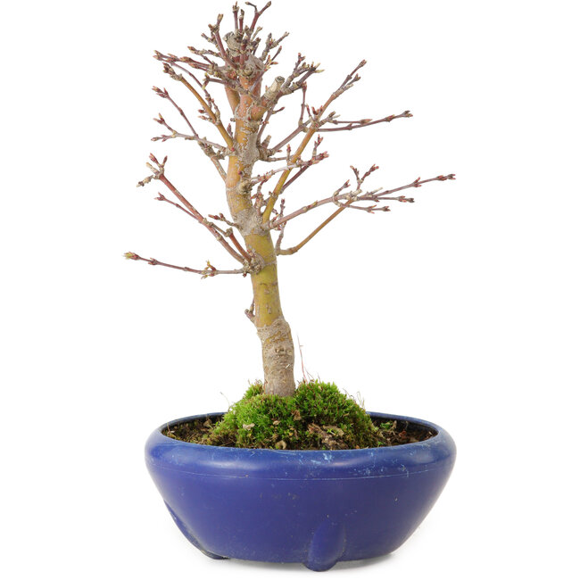 Acer palmatum, 18 cm, ± 12 jaar oud, met een nebari van 3 cm