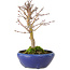 Acer palmatum, 18 cm, ± 12 jaar oud, met een nebari van 3 cm