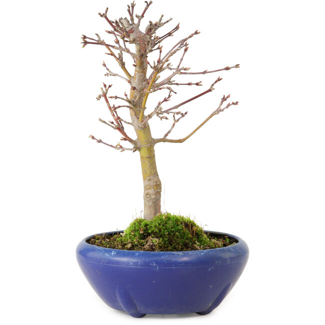 Acer palmatum, 18 cm, ± 12 jaar oud, met een nebari van 3 cm