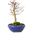 Acer palmatum, 18 cm, ± 12 jaar oud, met een nebari van 3 cm