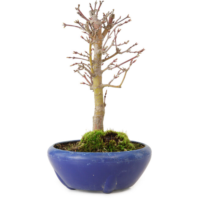 Acer palmatum, 18 cm, ± 12 jaar oud, met een nebari van 3 cm
