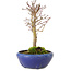 Acer palmatum, 18 cm, ± 12 jaar oud, met een nebari van 3 cm