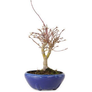 Acer palmatum, 18 cm, ± 12 Jahre alt