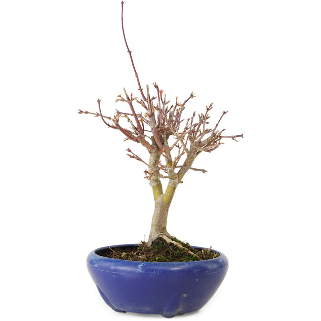 Acer palmatum, 18 cm, ± 12 jaar oud, met een nebari van 3 cm