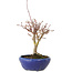 Acer palmatum, 18 cm, ± 12 años, con un nebari de 3 cm