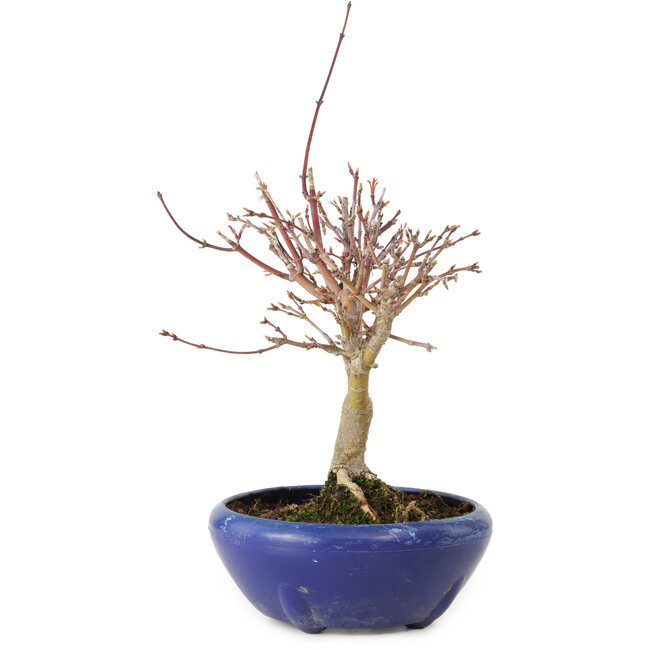 Acer palmatum, 18 cm, ± 12 años, con un nebari de 3 cm