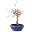 Acer palmatum, 18 cm, ± 12 jaar oud, met een nebari van 3 cm