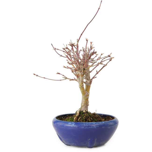 Acer palmatum, 18 cm, ± 12 jaar oud, met een nebari van 3 cm