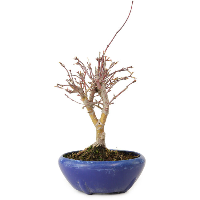 Acer palmatum, 18 cm, ± 12 jaar oud, met een nebari van 3 cm