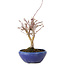 Acer palmatum, 18 cm, ± 12 jaar oud, met een nebari van 3 cm