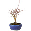 Acer palmatum, 18 cm, ± 12 jaar oud, met een nebari van 3 cm