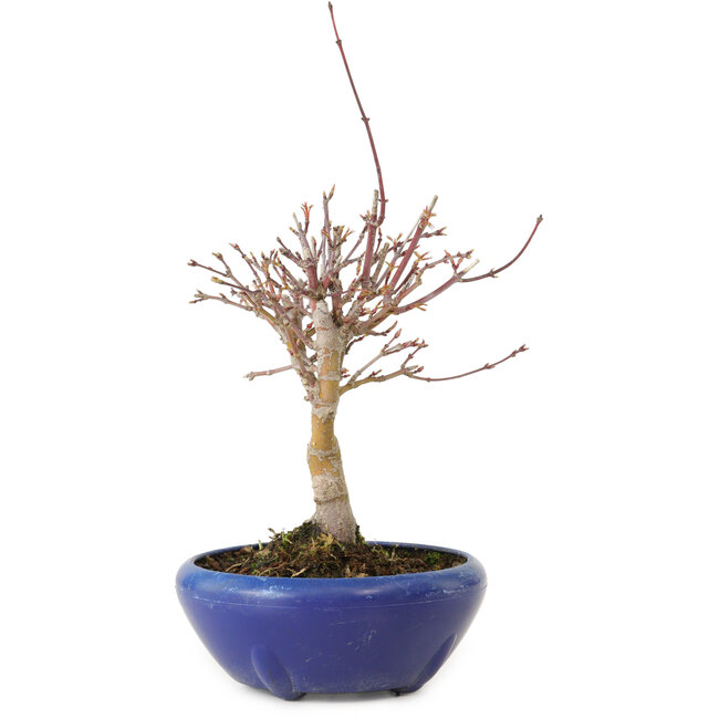 Acer palmatum, 18 cm, ± 12 jaar oud, met een nebari van 3 cm