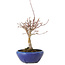 Acer palmatum, 18 cm, ± 12 jaar oud, met een nebari van 3 cm