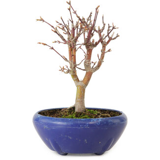 Acer palmatum, 18 cm, ± 12 jaar oud