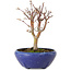 Acer palmatum, 18 cm, ± 12 jaar oud, met een nebari van 3 cm