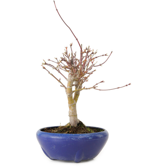 Acer palmatum, 18 cm, ± 12 jaar oud, met een nebari van 3 cm
