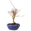 Acer palmatum, 18 cm, ± 12 jaar oud, met een nebari van 3 cm
