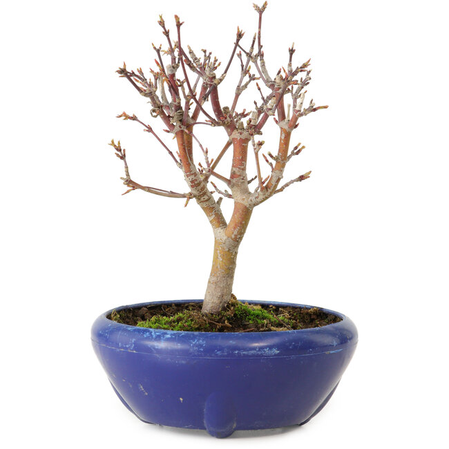 Acer palmatum, 18 cm, ± 12 jaar oud, met een nebari van 3 cm